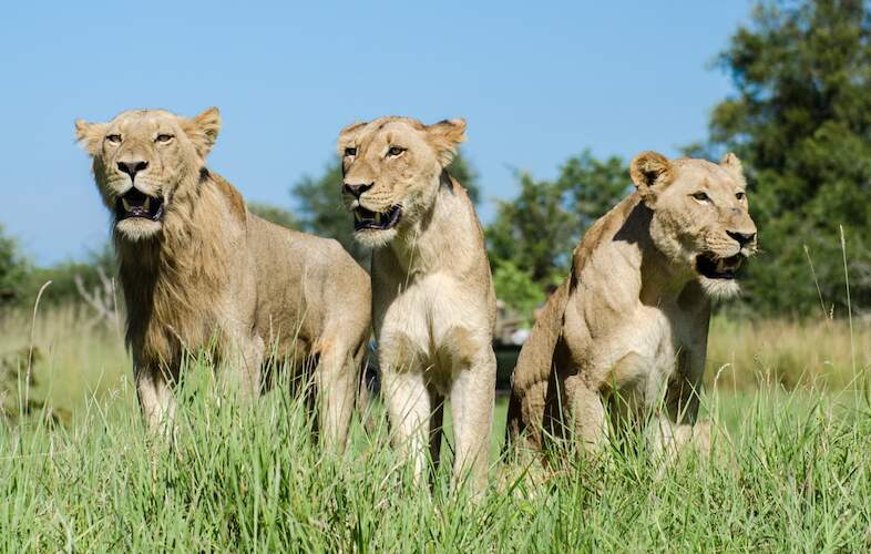 Sabi Sabi Bush Lodge - Location - Sabi Sabi Private Game Reserve