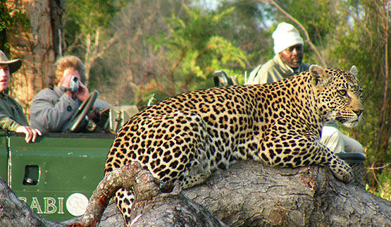 See Leopard while on a Sabi Sabi Game Reserve safari.