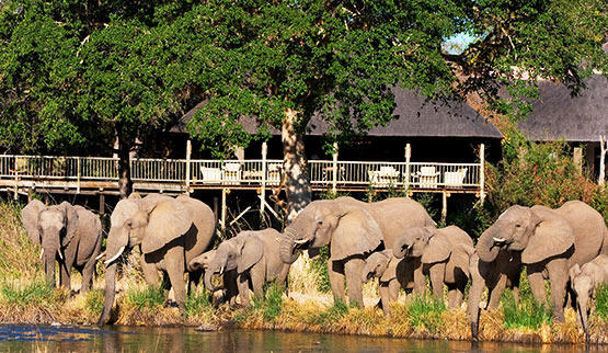 Elephants congregate outside Sabi Sabi Bush Lodge.